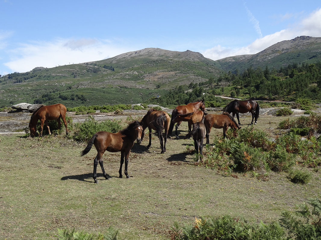 Troupeau de chevaux sauvages au Nord du Portugal