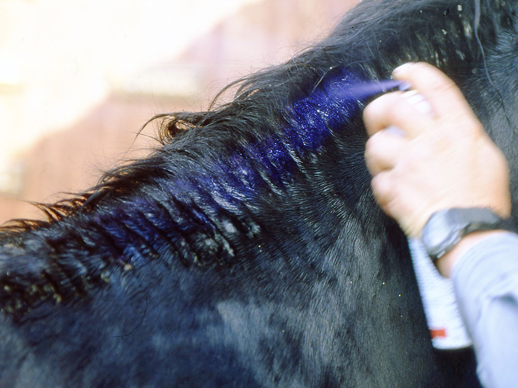 Traitement de la dermatite estivale du cheval, par Voyages à Cheval