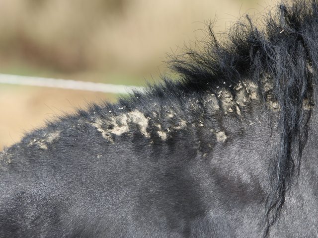 La dermatite estivale, fléau du cheval, par Voyages à Cheval
