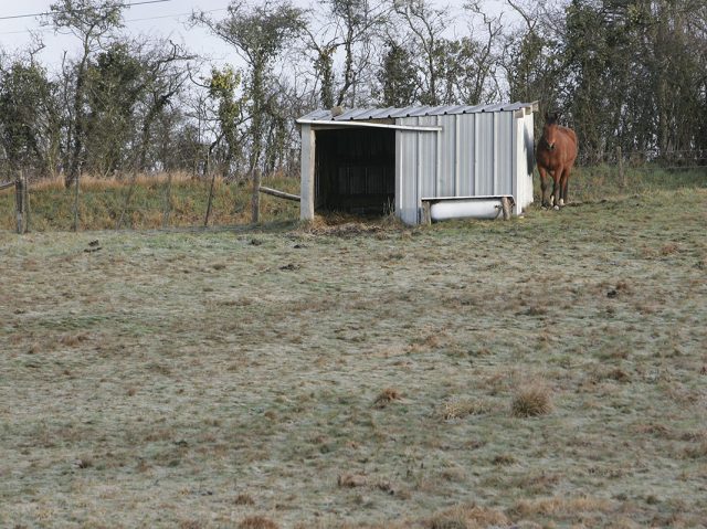 Hébergement d'un cheval dans un abri de pâture