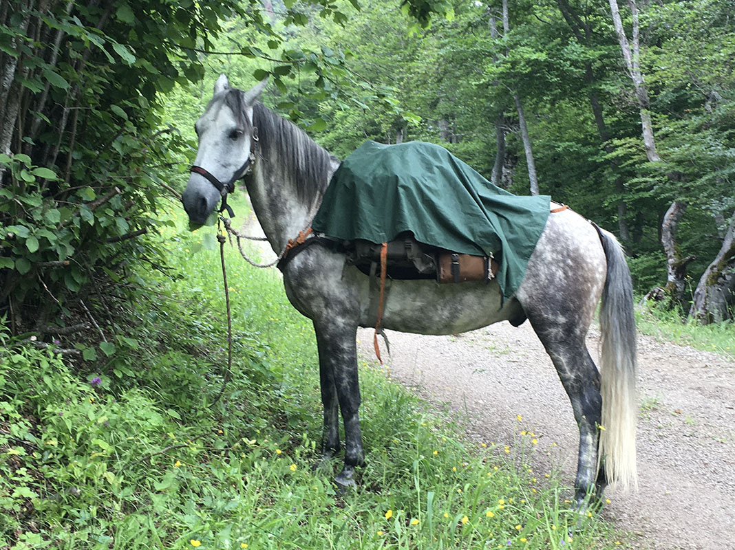Cheval avec équipement de pluie, en randonnée  entre les Monts Lyonnais et Les Alpes