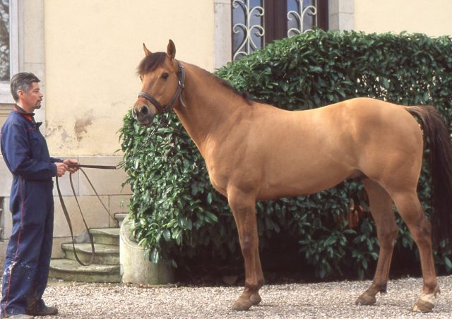 Quarter Horse - Haras de Rosières aux Salines